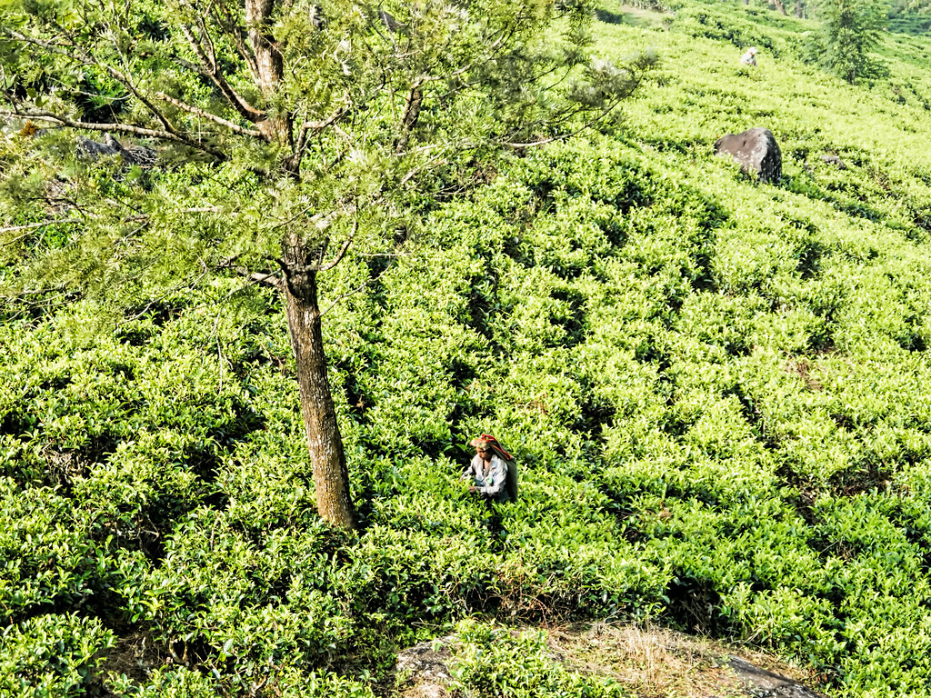 A tea picker at work in low-country rows