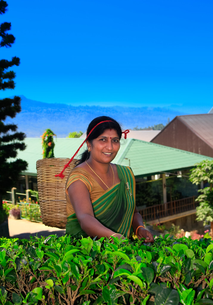 A tea plucker with a basket among the rows