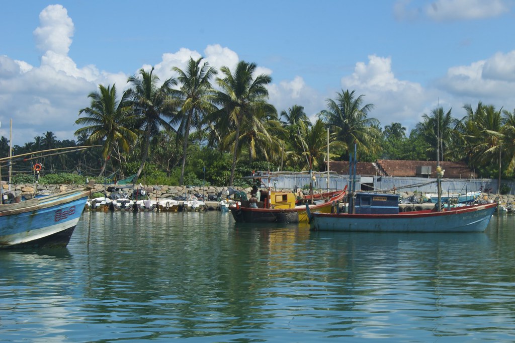 Fishing boats moored under palms in a south-coast harbour