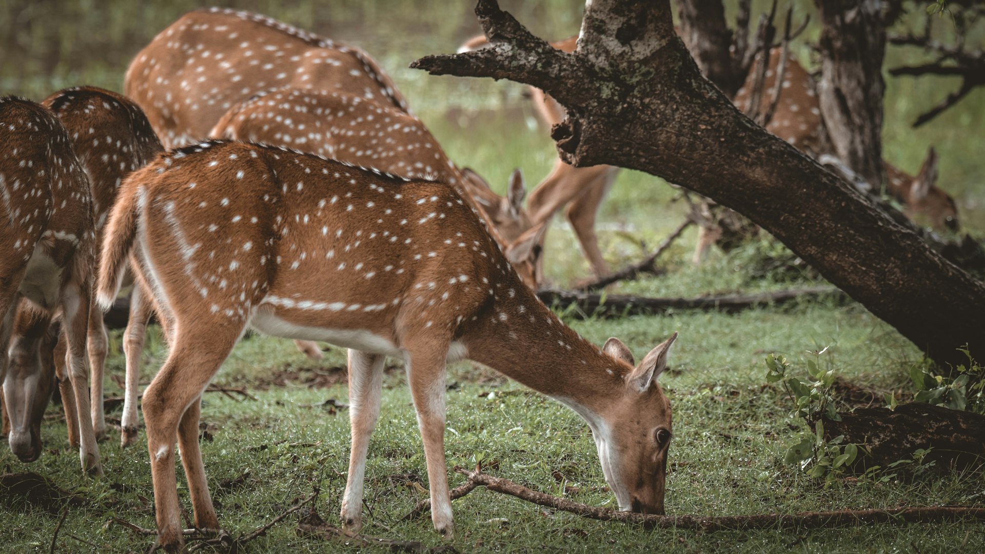 Horton Plains National Park and World's End cover photo