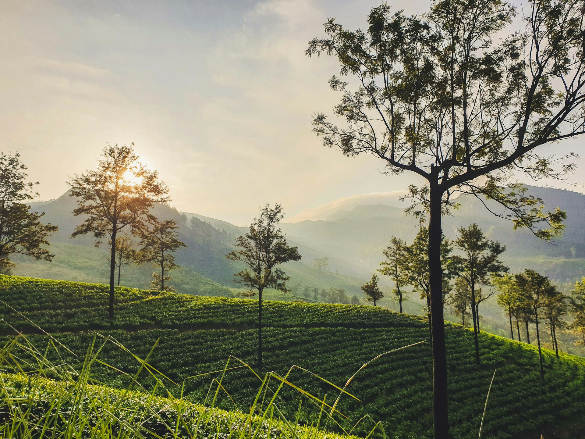Lipton's Seat and Dambatenne Tea Factory cover photo
