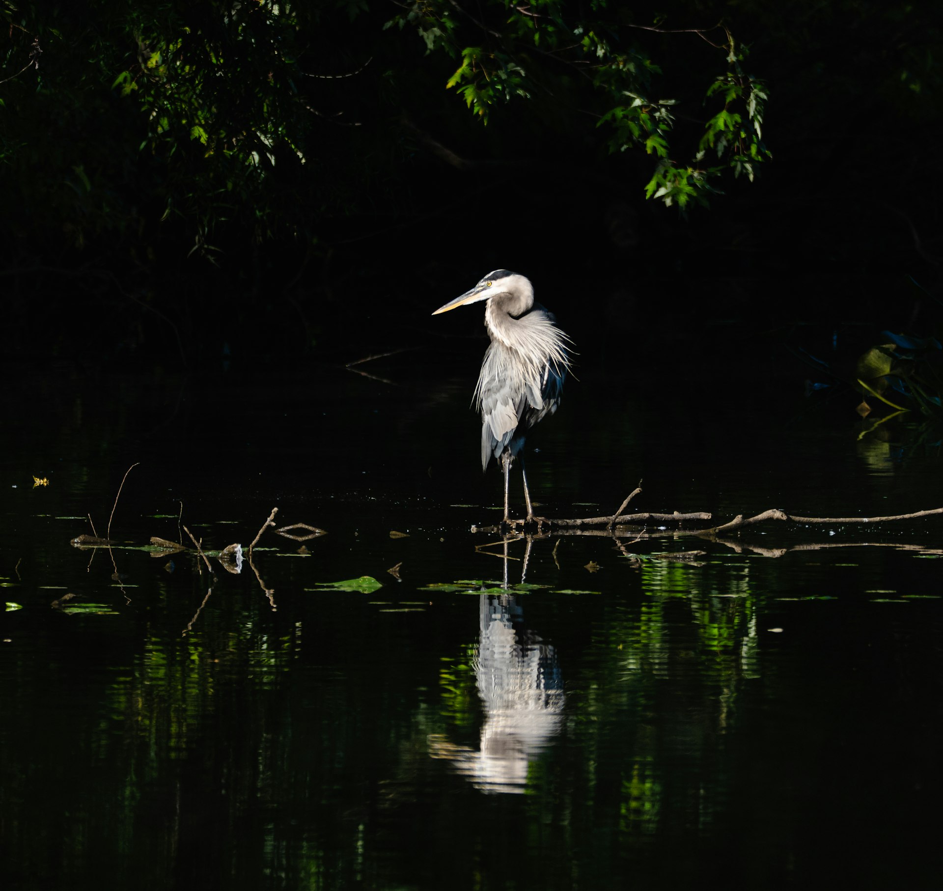 Anawilundawa Wetland Sanctuary cover photo