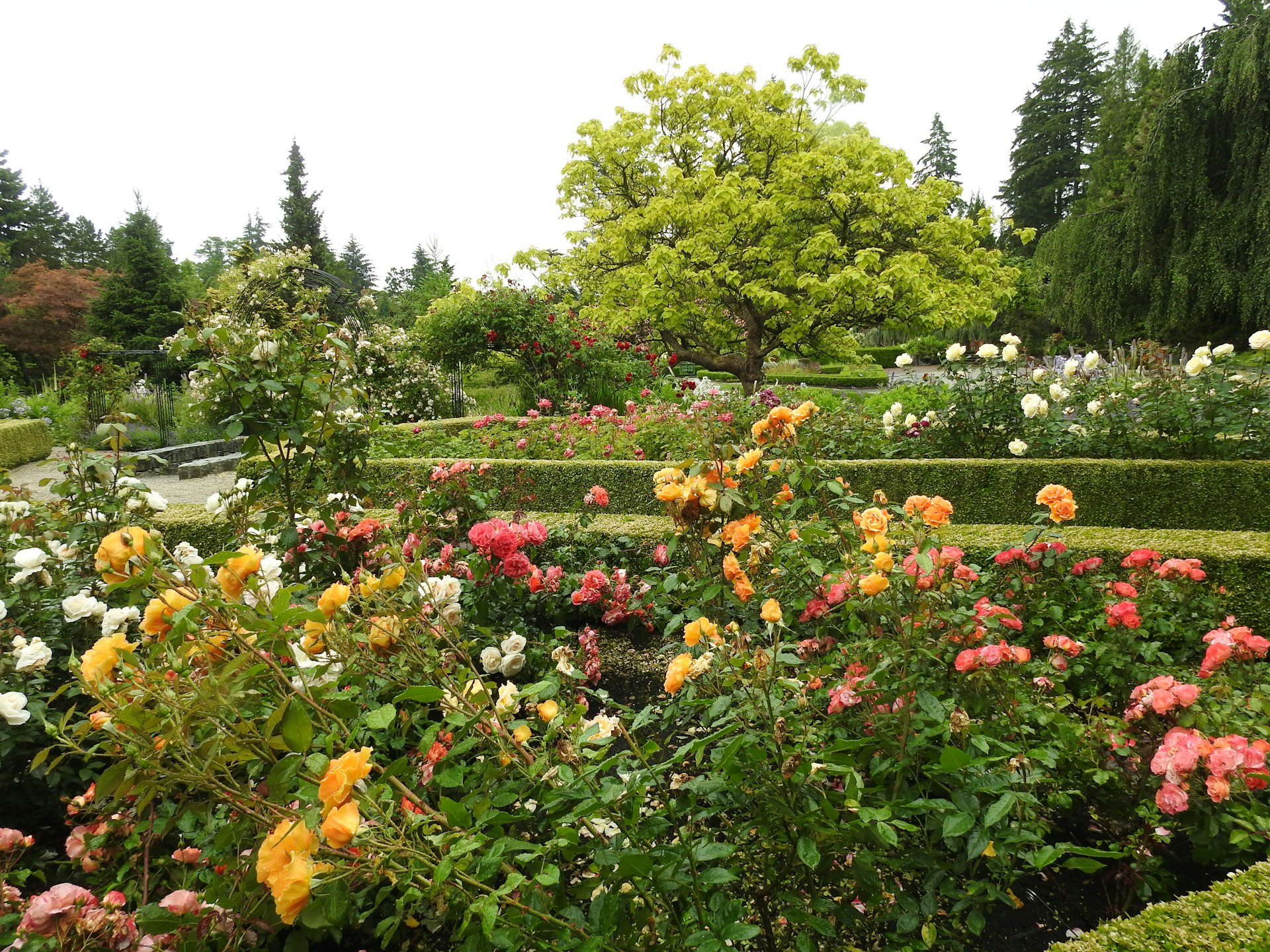 Brief Garden (Bevis Bawa) cover photo