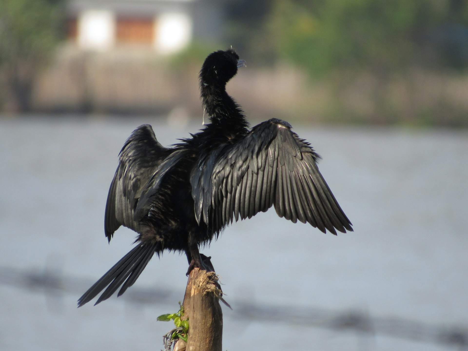 Bundala National Park cover photo