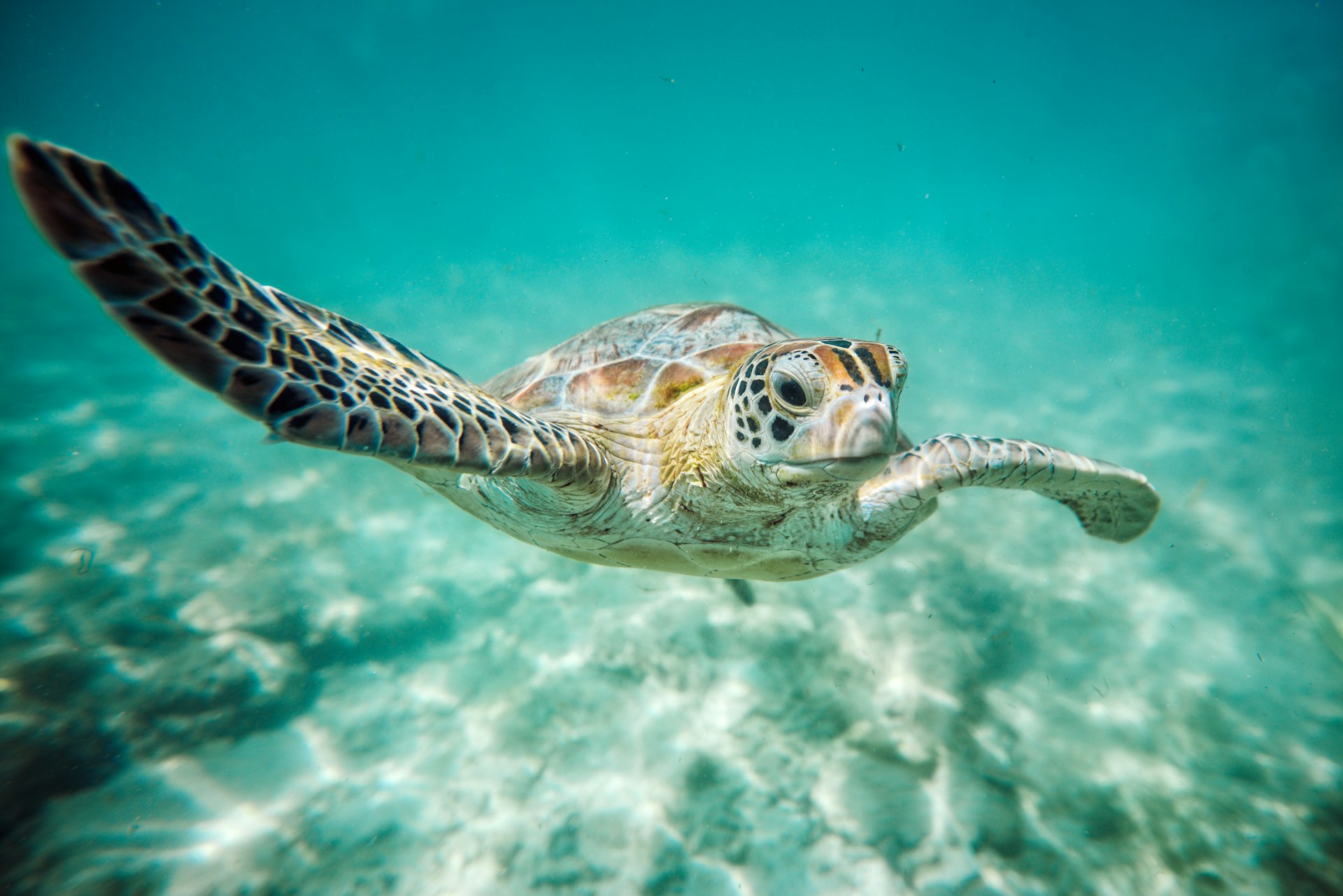 Dalawella Turtle Beach cover photo