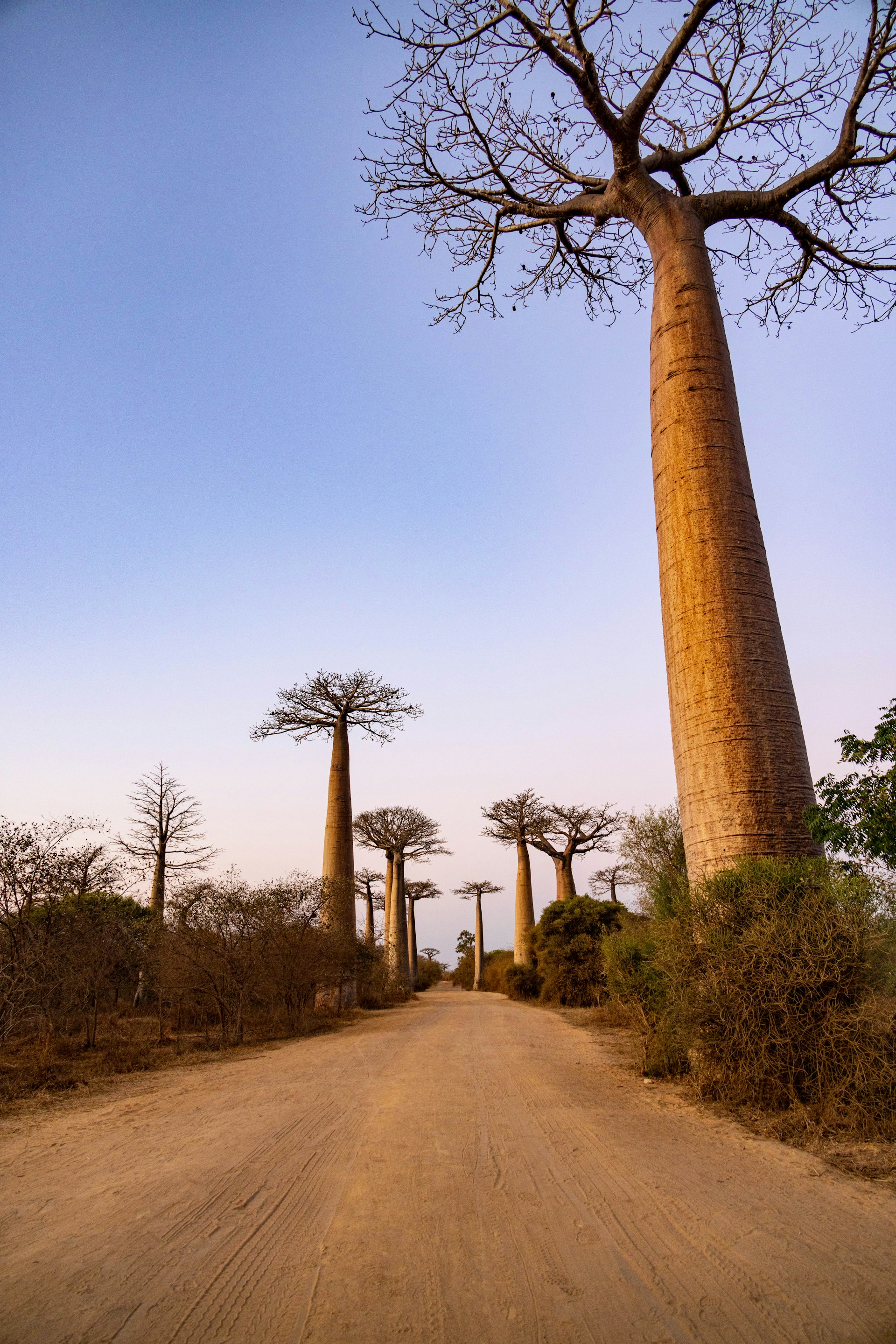 Great Baobab Tree cover photo