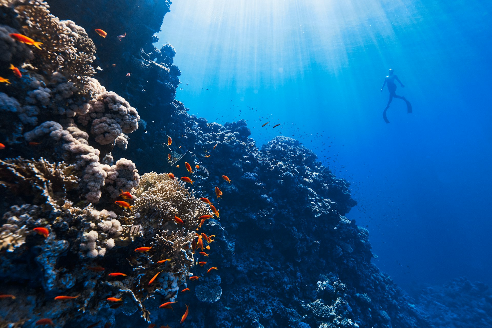 Hikkaduwa Coral Sanctuary cover photo
