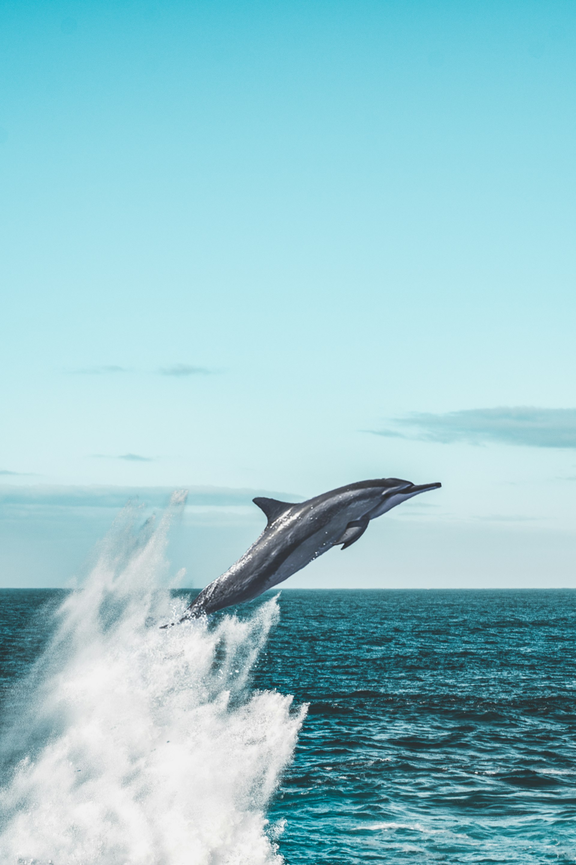 Kalpitiya Dolphin and Whale Watching cover photo