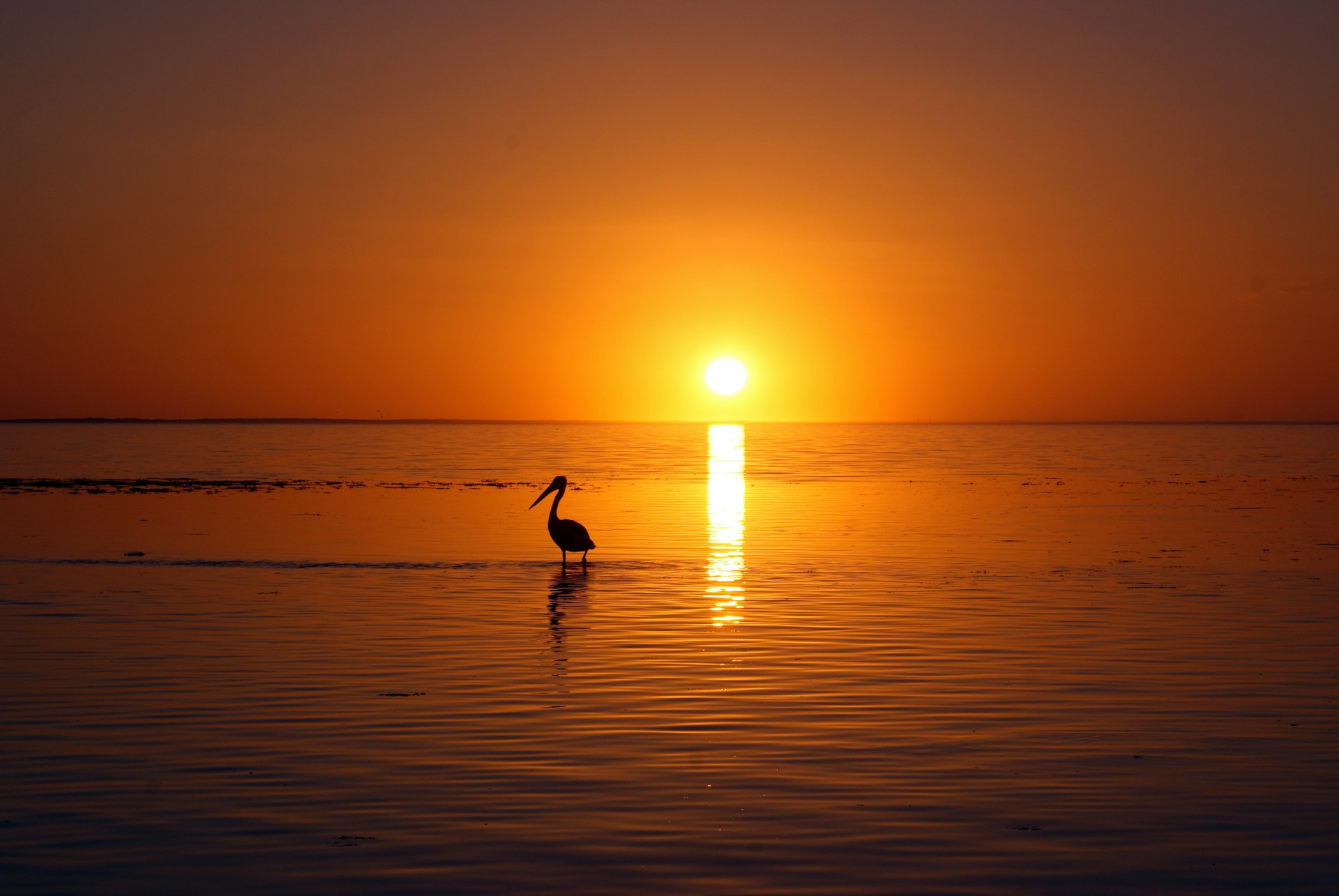 Kokkilai Lagoon Sanctuary cover photo