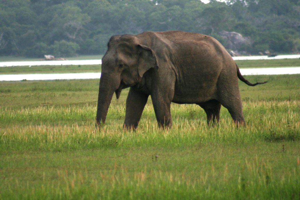 Kumana National Park Safari cover photo
