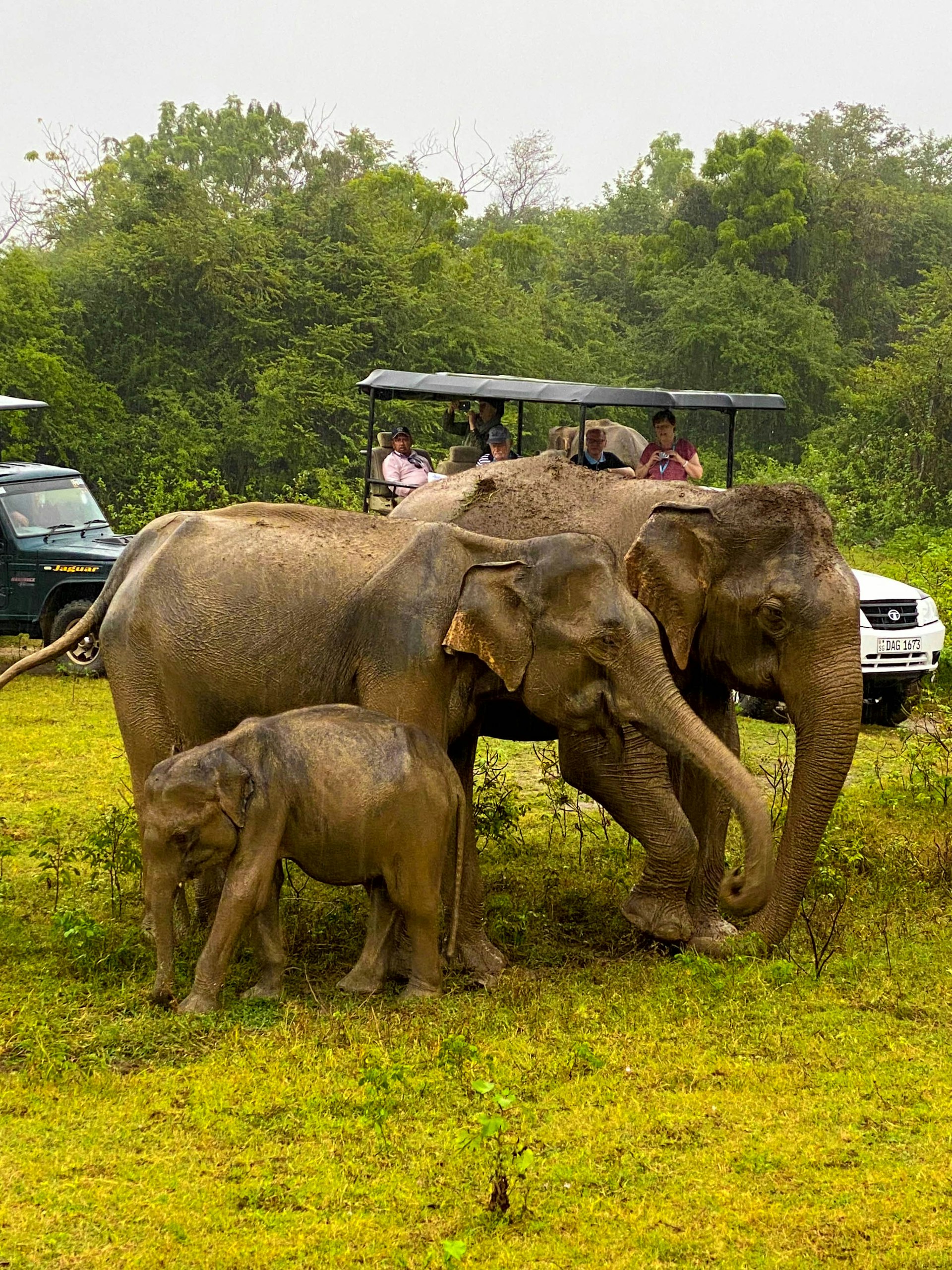 Lunugamvehera National Park cover photo