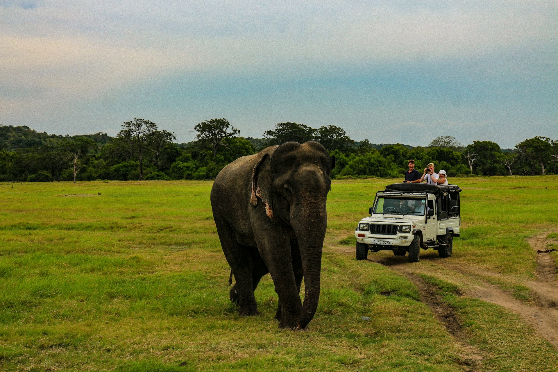 Minneriya National Park Elephant Safari cover photo