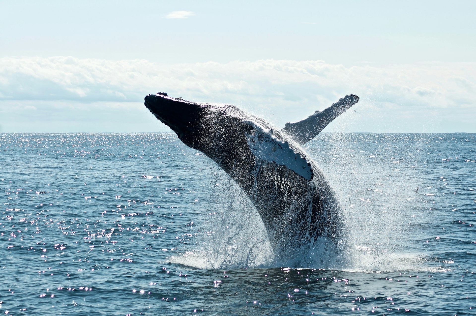Mirissa Whale Watching cover photo