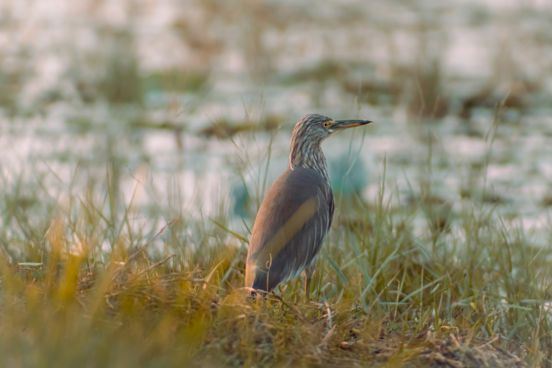 Muthurajawela Wetlands and Negombo Lagoon cover photo