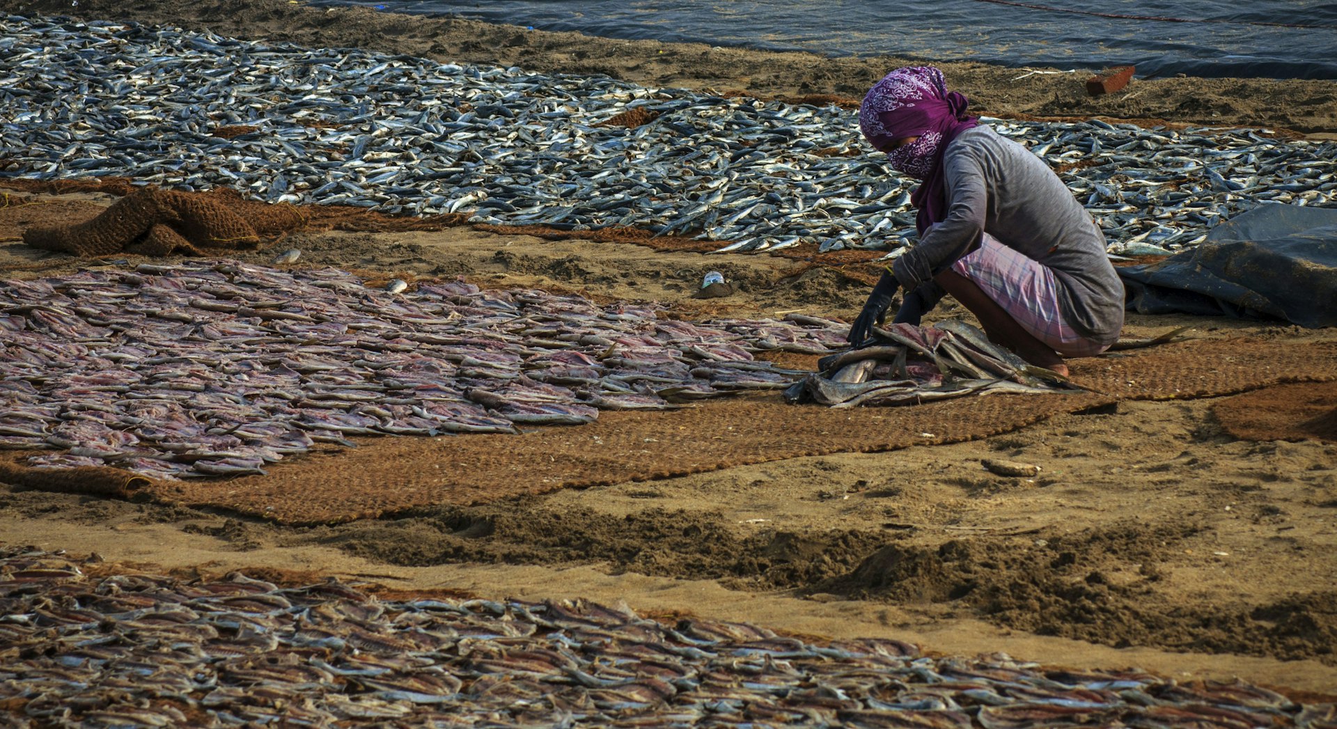 Negombo Fish Market (Lellama) cover photo