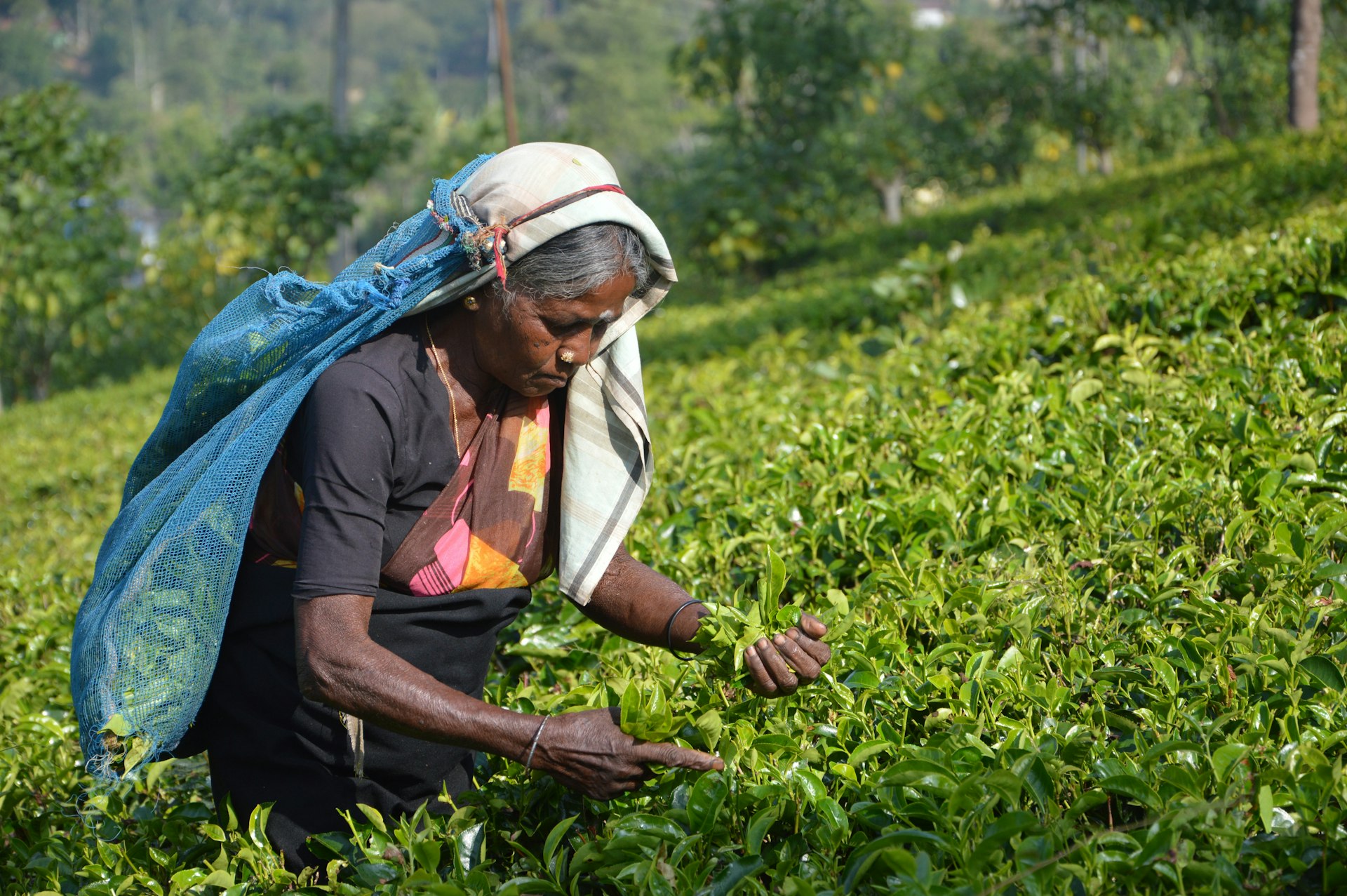 Pedro (Damro) Tea Estate and Factory cover photo