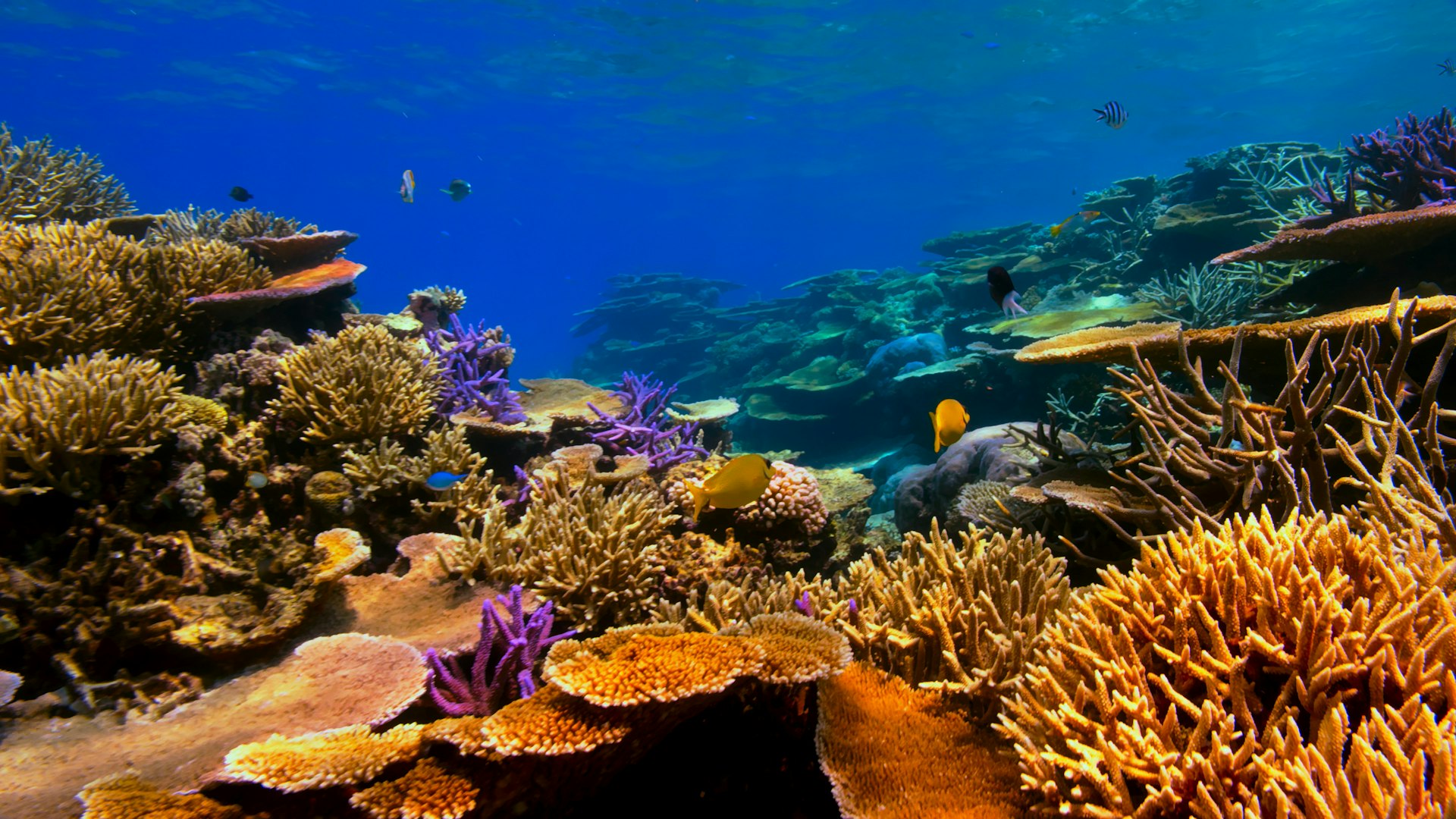 Pigeon Island National Park cover photo