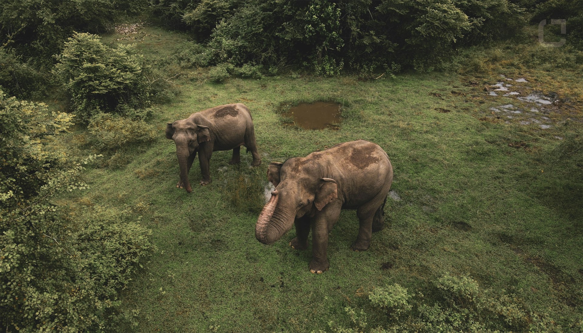 Pinnawala Elephant Orphanage cover photo