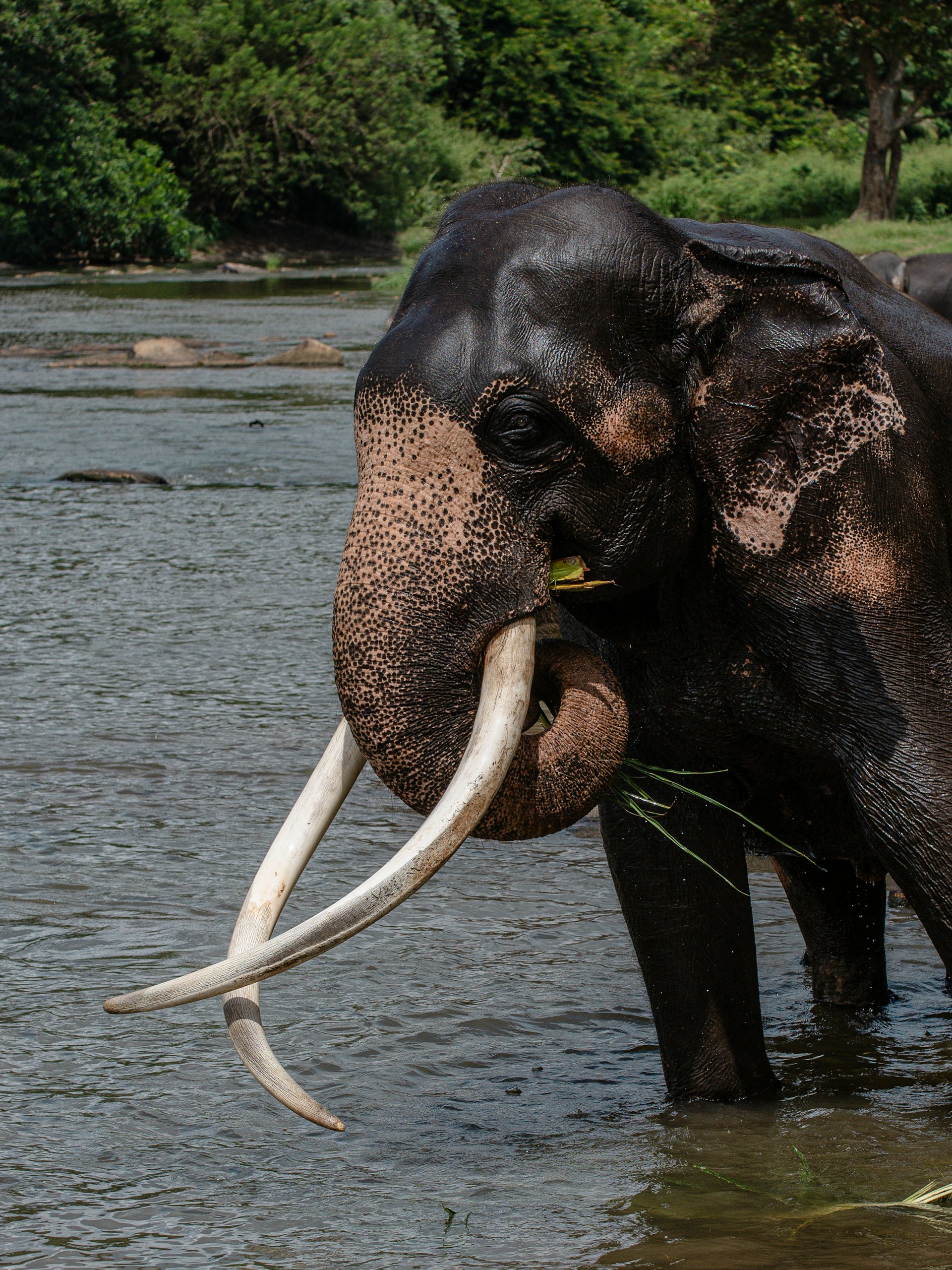 Pinnawala Open Air Zoo cover photo