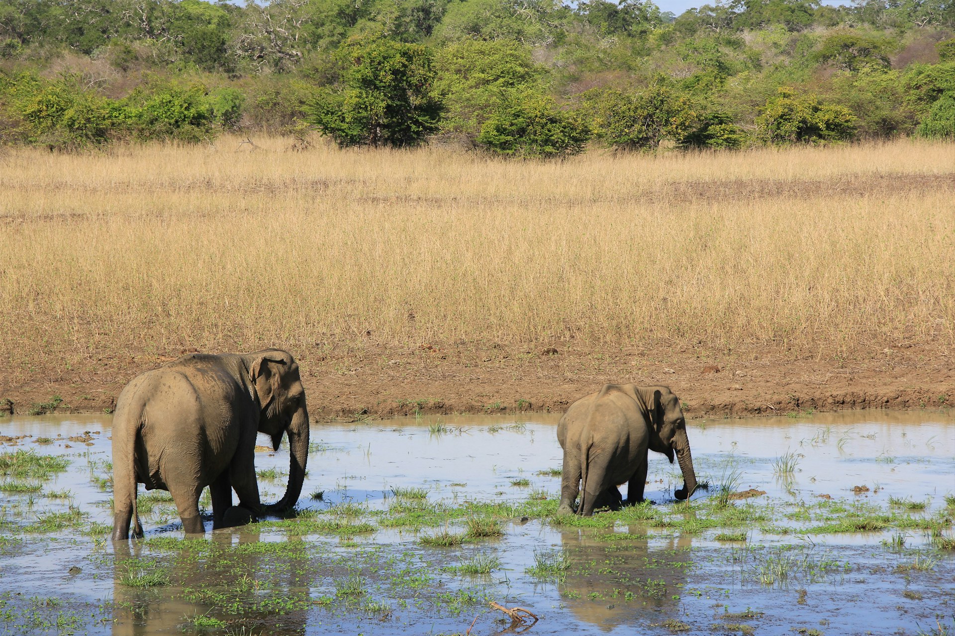 Ridiyagama Safari Park cover photo