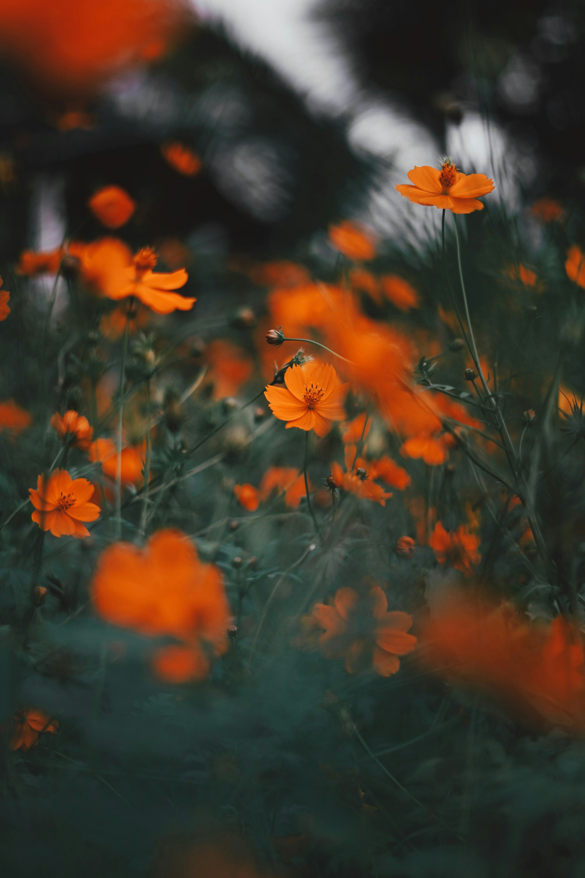 Royal Botanic Gardens, Peradeniya cover photo