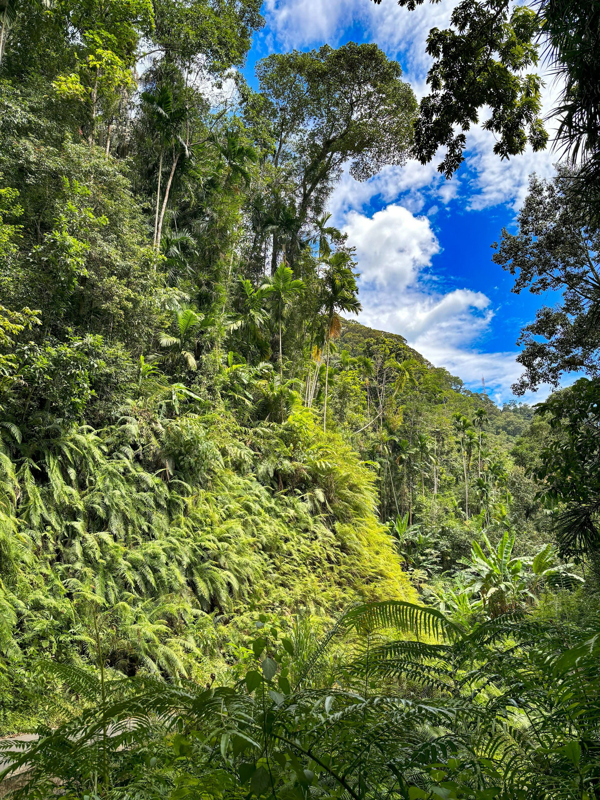 Sinharaja Forest Reserve, Kudawa Entrance cover photo