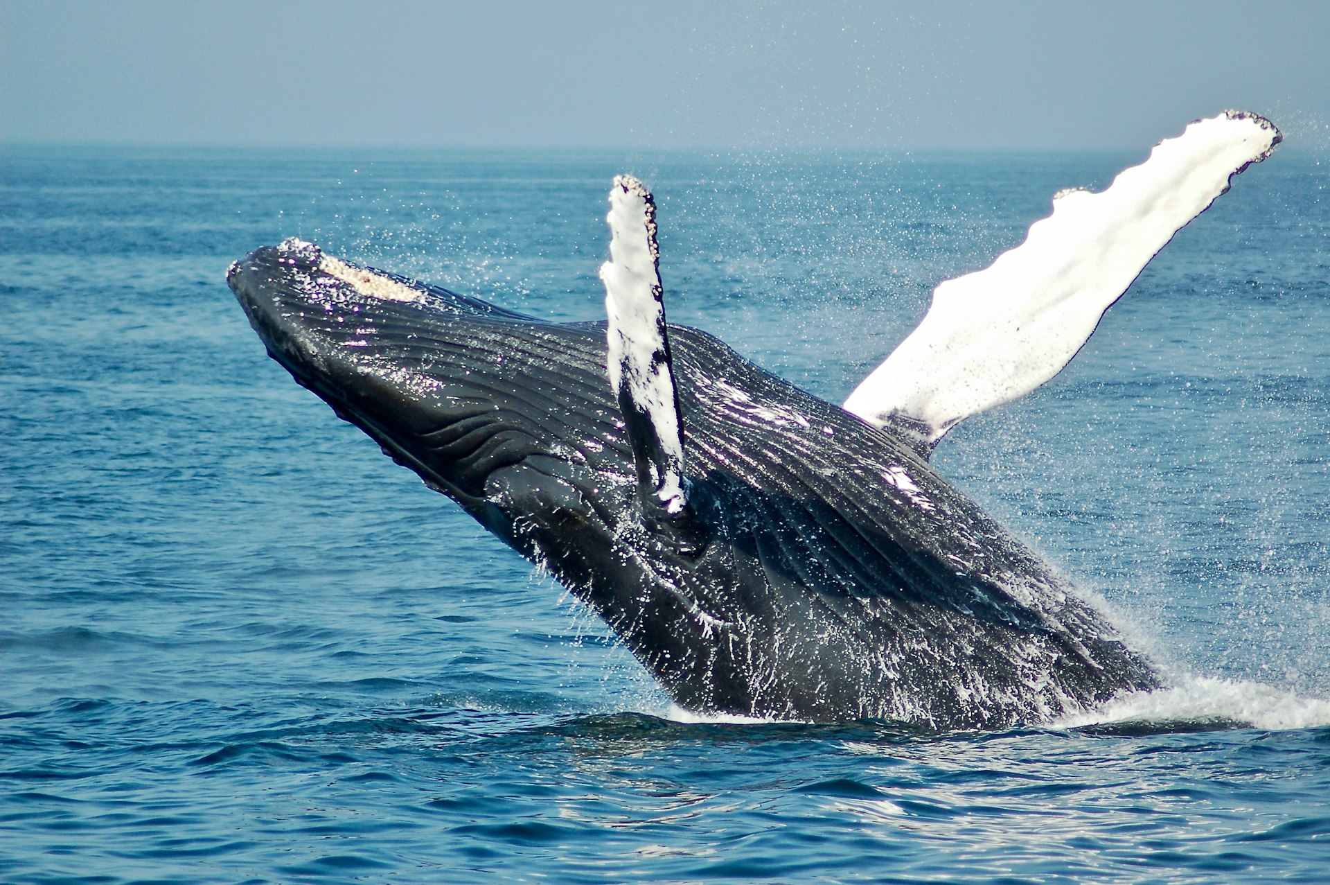 Trincomalee Whale Watching cover photo