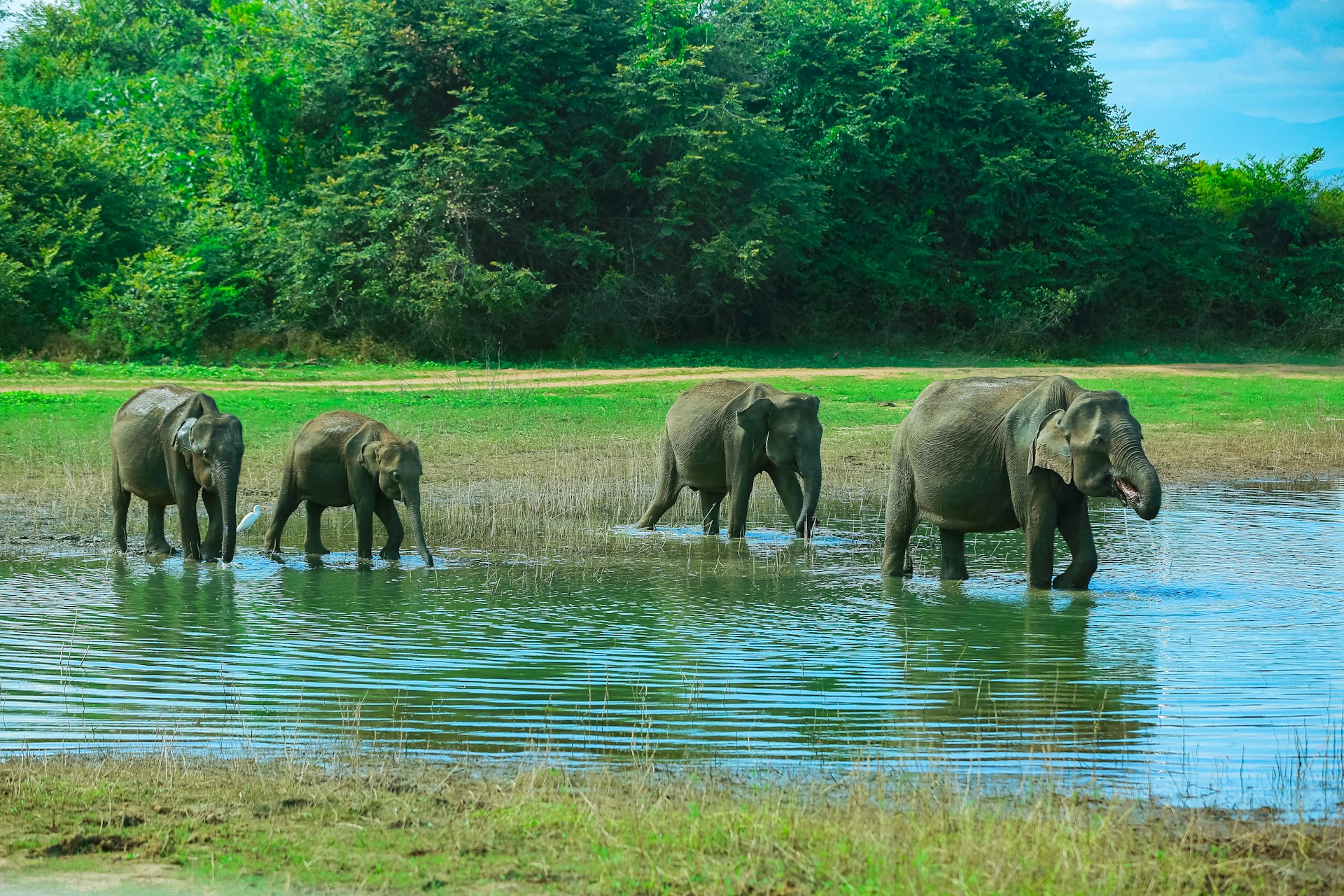 Udawalawe National Park (eastern edge) cover photo