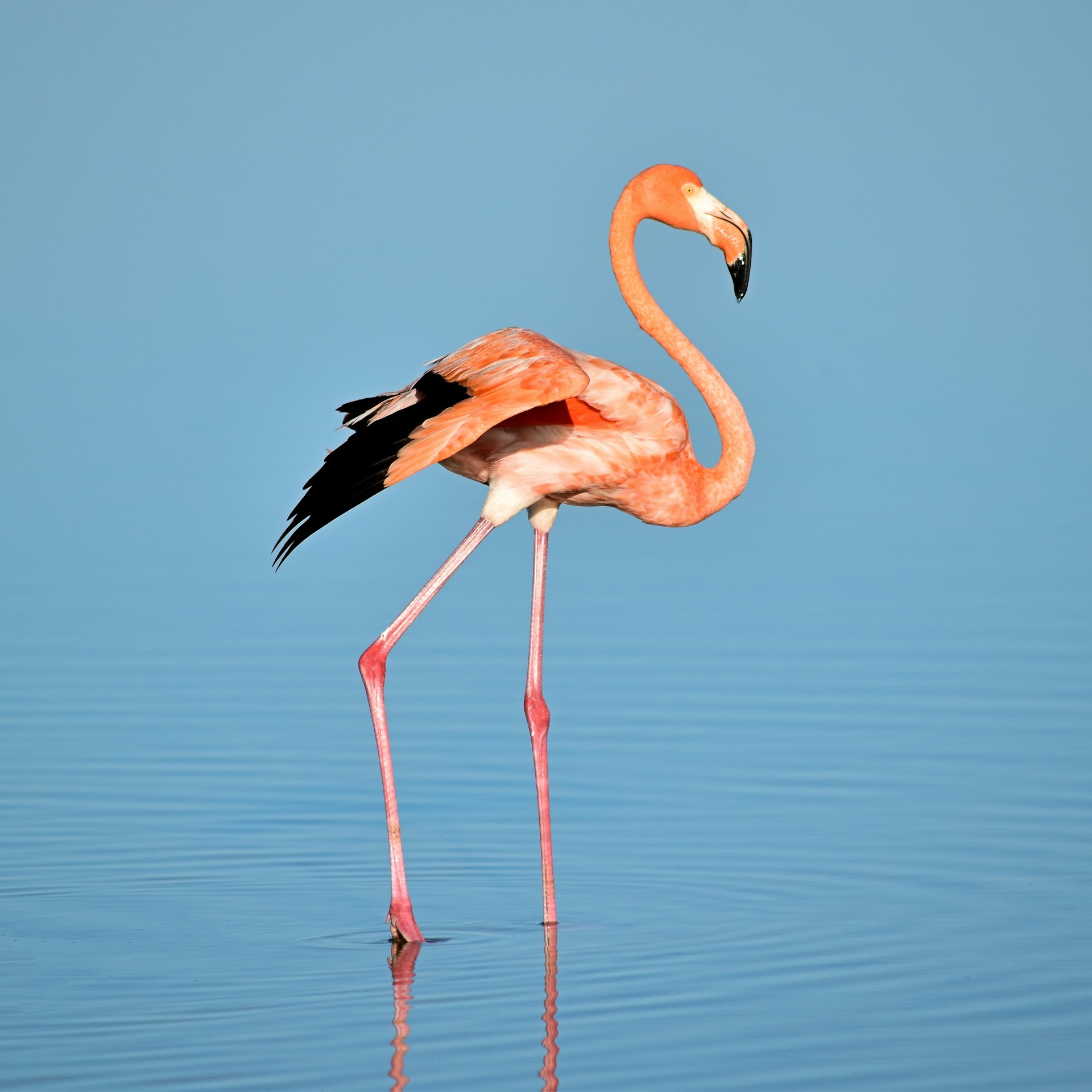 Vankalai (Mannar Bird) Sanctuary cover photo