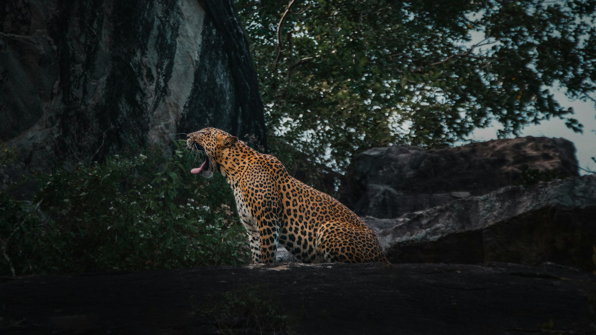 Yala National Park cover photo